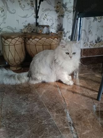 2 Perserkatzen zu verkaufen geimpft, entwurmt, Chip und Pass vorhanden