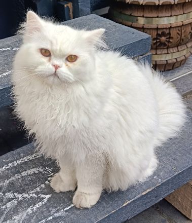 2 Perserkatzen zu verkaufen geimpft, entwurmt, Chip und Pass vorhanden