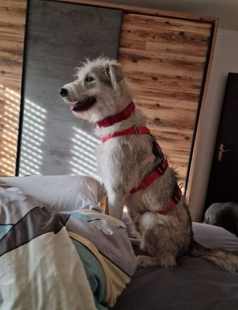 Spider, jung, freundlich auf PS in 65618 Selters