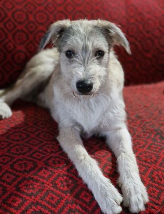 Spider, jung, freundlich auf PS in 65618 Selters