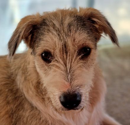 Spider, jung, freundlich auf PS in 65618 Selters