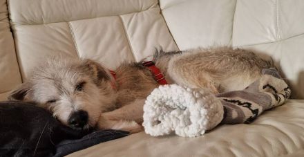 Spider, jung, freundlich auf PS in 65618 Selters