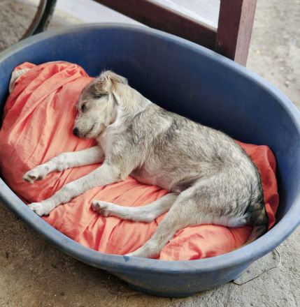 Spider, jung, freundlich auf PS in 65618 Selters