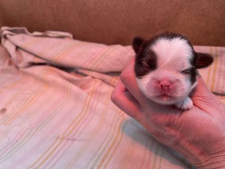 Wunderschöne Shih Tzu Welpen mit Papieren!