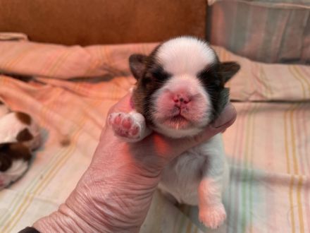 Wunderschöne Shih Tzu Welpen mit Papieren!