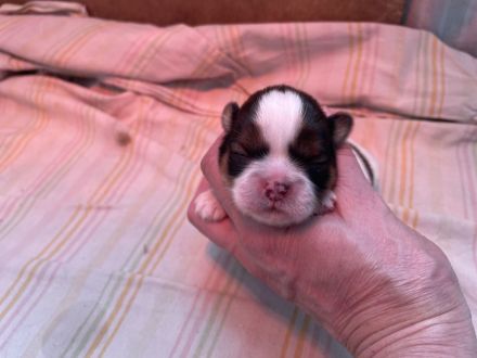 Wunderschöne Shih Tzu Welpen mit Papieren!