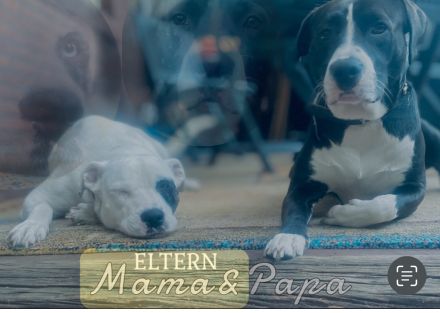 Welpen L.C. Leopard- Bulldog