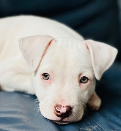 Welpen L.C. Leopard- Bulldog