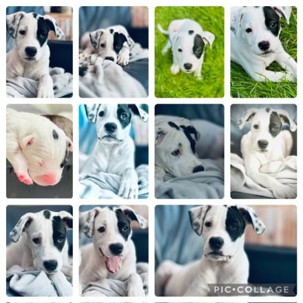 Welpen L.C. Leopard- Bulldog