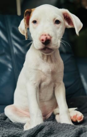 Welpen L.C. Leopard- Bulldog