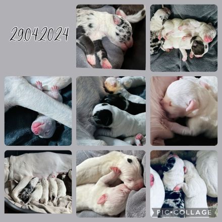 Welpen L.C. Leopard- Bulldog