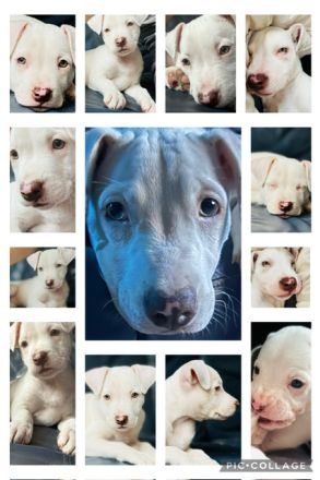 Welpen L.C. Leopard- Bulldog