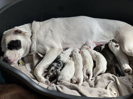 Welpen L.C. Leopard- Bulldog