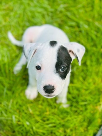 Welpen L.C. Leopard- Bulldog