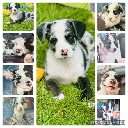 Welpen L.C. Leopard- Bulldog