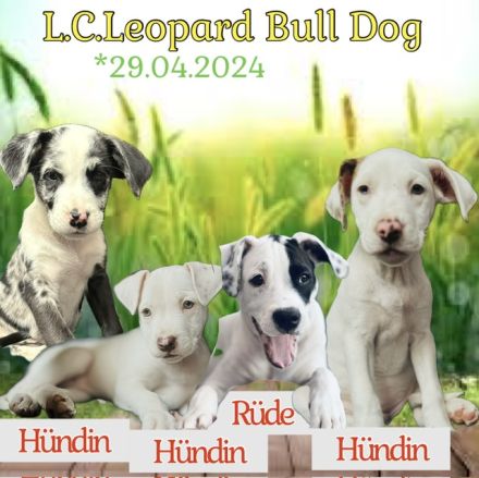 Welpen L.C. Leopard- Bulldog