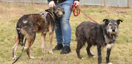 Buck, Schäferhund-Mix, geb. 2014, sucht verständnisvolle, geduldige Besitzer