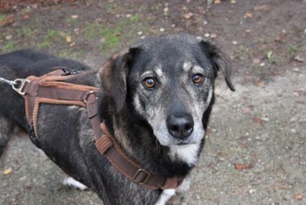 Buck, Schäferhund-Mix, geb. 2014, sucht verständnisvolle, geduldige Besitzer