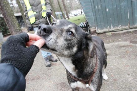 Buck, Schäferhund-Mix, geb. 2014, sucht verständnisvolle, geduldige Besitzer