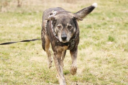 Buck, Schäferhund-Mix, geb. 2014, sucht verständnisvolle, geduldige Besitzer