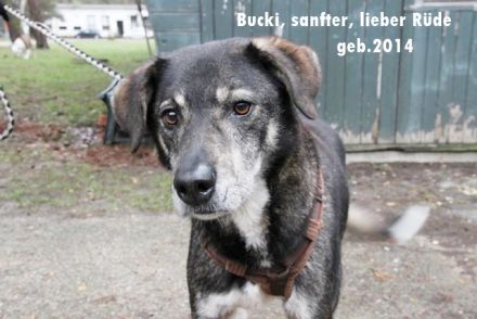 Buck, Schäferhund-Mix, geb. 2014, sucht verständnisvolle, geduldige Besitzer