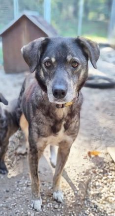 Buck, Schäferhund-Mix, geb. 2014, sucht verständnisvolle, geduldige Besitzer