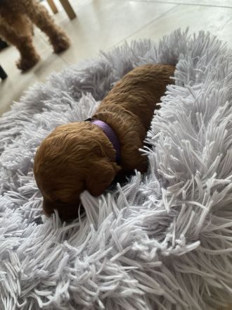 Zwergpudel, Pudel Welpen in der Farbe rot/red, ab 10.09 Abgabe bereit