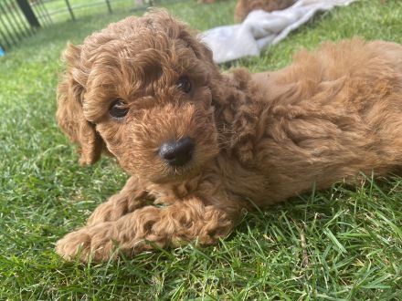 Zwergpudel, Pudel Welpen in der Farbe rot/red, ab 10.09 Abgabe bereit
