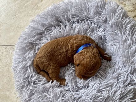 Zwergpudel, Pudel Welpen in der Farbe rot/red, ab 10.09 Abgabe bereit