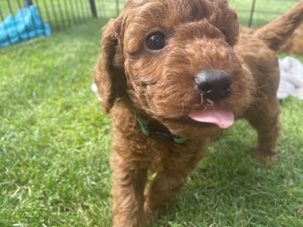 Zwergpudel, Pudel Welpen in der Farbe rot/red, ab 10.09 Abgabe bereit