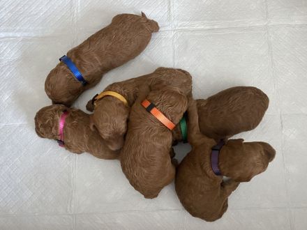 Zwergpudel, Pudel Welpen in der Farbe rot/red, ab 10.09 Abgabe bereit