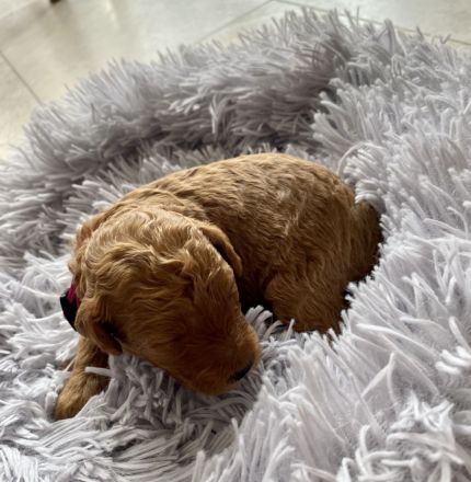 Zwergpudel, Pudel Welpen in der Farbe rot/red, ab 10.09 Abgabe bereit