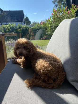 Zwergpudel, Pudel Welpen in der Farbe rot/red, ab 10.09 Abgabe bereit