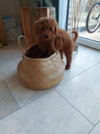 Zwergpudel, Pudel Welpen in der Farbe rot/red, ab 10.09 Abgabe bereit