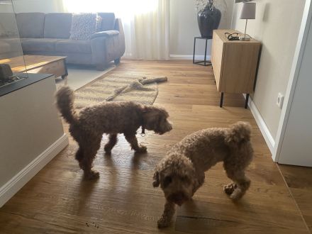 Zwergpudel, Pudel Welpen in der Farbe rot/red, ab 10.09 Abgabe bereit