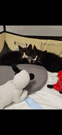 Zwei entzückende Katzenkinder