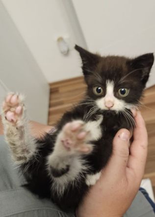 Zwei entzückende Katzenkinder