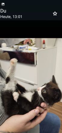 Zwei entzückende Katzenkinder