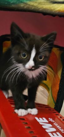 Zwei entzückende Katzenkinder