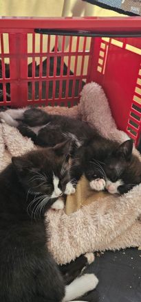 Zwei entzückende Katzenkinder