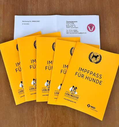 Welpen Hundebabys Havaneser Shih-Tzu 79761 Waldshut-Tiengen, Freiburg, Stuttgart