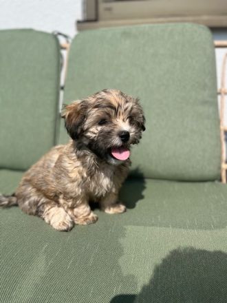 Welpen Hundebabys Havaneser Shih-Tzu 79761 Waldshut-Tiengen, Freiburg, Stuttgart