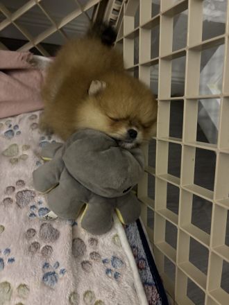 Pomeranian Welpe (Rüde) sucht ein liebevolles Zuhause