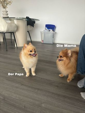Pomeranian Welpe (Rüde) sucht ein liebevolles Zuhause