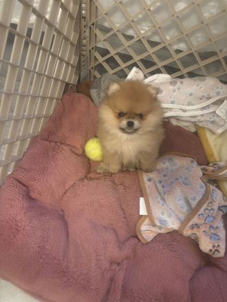 Pomeranian Welpe (Rüde) sucht ein liebevolles Zuhause