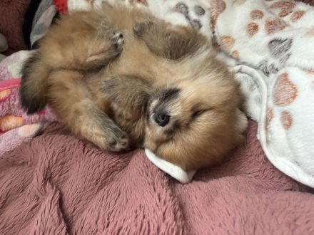 Pomeranian Welpe (Rüde) sucht ein liebevolles Zuhause