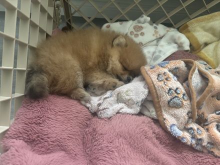 Pomeranian Welpe (Rüde) sucht ein liebevolles Zuhause