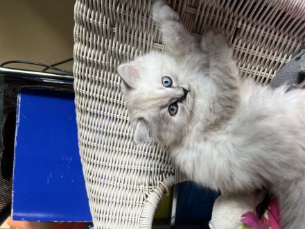 Bkh kitten zu verkaufen