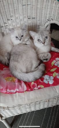 Bkh kitten zu verkaufen