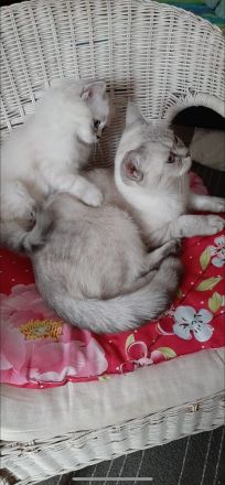 Bkh kitten zu verkaufen